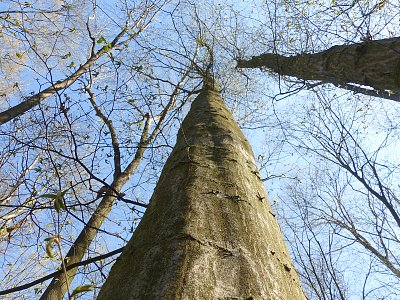 Skoro až do nebe....