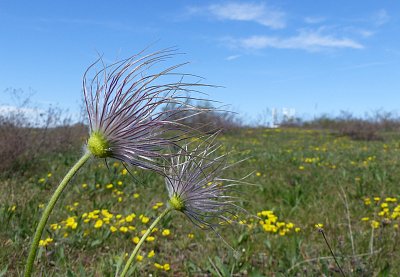 Předáváme štafetu v kvetení...