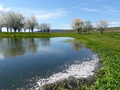 Nafoukáno od třešní....
