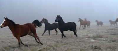 Novoroční proběhnutí