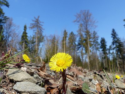Asfaltka ozdobená podbělem...