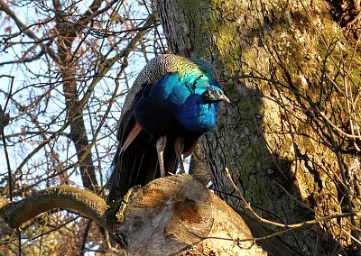 Už bude nový rok? (2)
