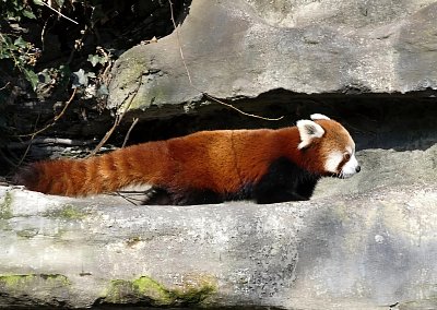 Pozvánka do zoo - panda červená *