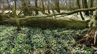 Řekni, kde ty kytky jsou... *