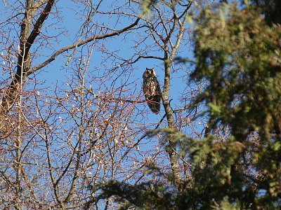 Jak se loví kalous ušatý *