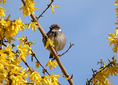 Vrabčí koulička ♥