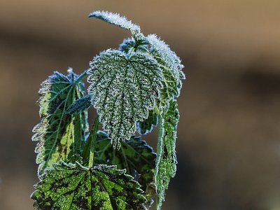 Kopřivu mráz nespálí....nebo jó?