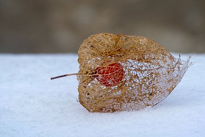 Zapomenutá....