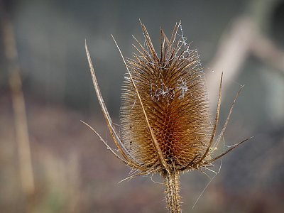 Jeden ozdobený chlupáč...