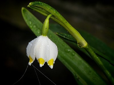 Pavučinkou připoutaná....
