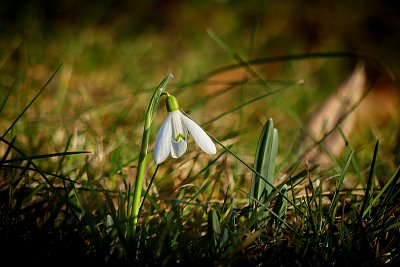 První posel jara....