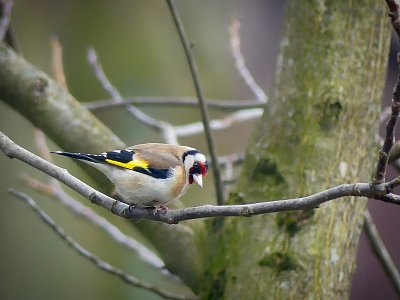 Jsem z toho na větvi.....*