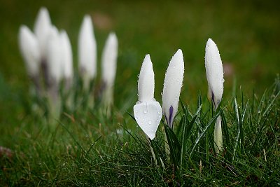 Bílá zahrádka....