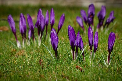 Fialová zahrádka....