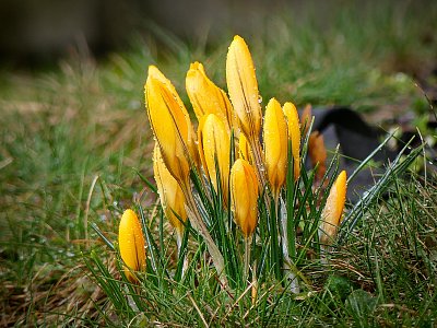 Dneska do žluta....