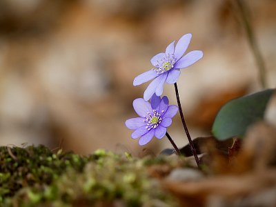 Jaterník podléška...