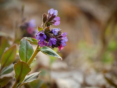 Plícník lékařský...