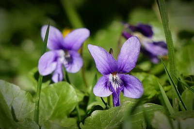 Voňavá fialka...