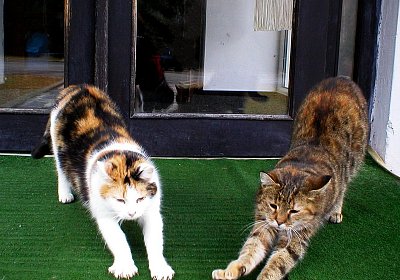 Od zítřka s tím novoročním předsevzetím končím