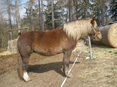 Jak silné, krásné a hrdé zvíře.