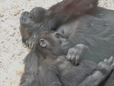 Ve dvou se to lépe....spí.