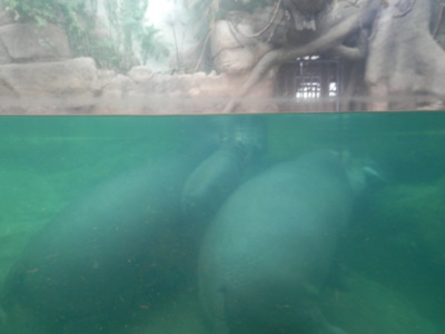 My jsme jedna rodina (hroši v pražské ZOO)