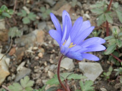 Nesmělé jaro v Troji