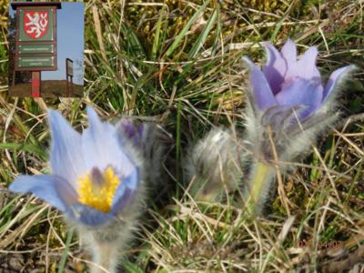 Přírodní lokalita konikleců