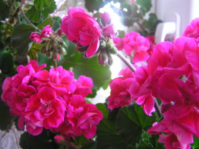 Už bohatě kvetou loňské muškáty.