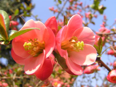 Rozkvetl jsem od včerejška?