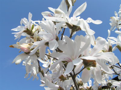 Celá v bílém závoji květů