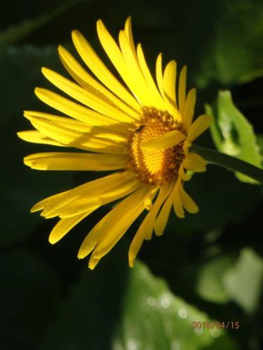 Rozkvetlý kamzičník