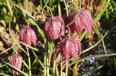 Kostkovaný dřebčík