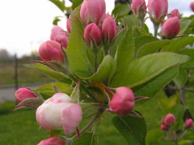 Růžová poupátka jabloně.