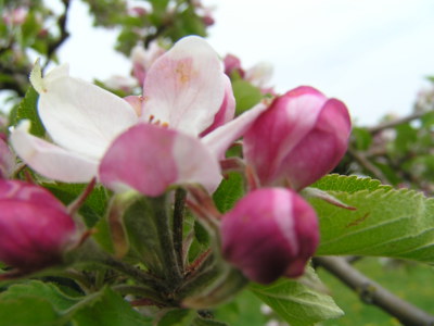 Když kvetou jabloně.