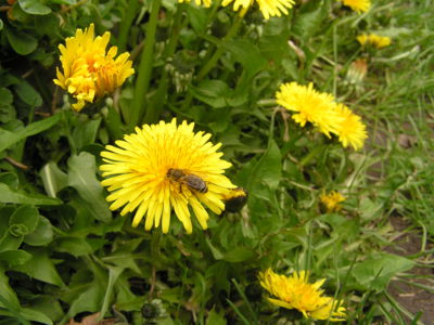 Obyčejné pampelišky.