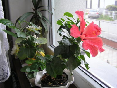 Rozkvetl mi vnitřní ibišek.