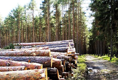 Kolem po lesní cestě