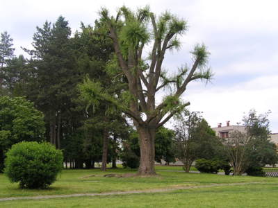 Strom vyráží nové výhony.