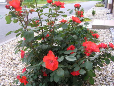 Růžičky celkem pěkné.