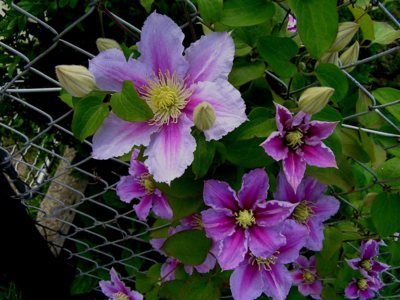 Klematis.