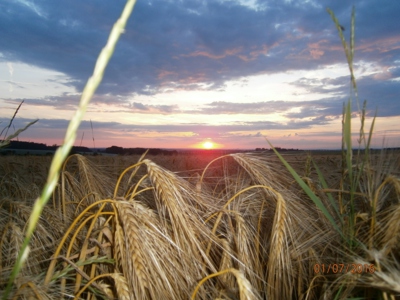 Brzo bude čas žní