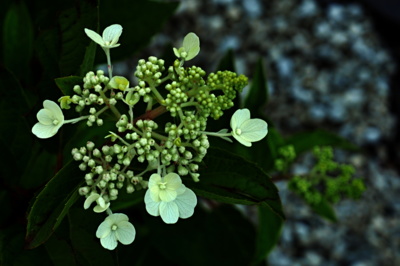 Hortenzie - pinky-winky