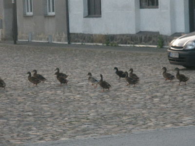 Přivezli čerstvé rohlíky.