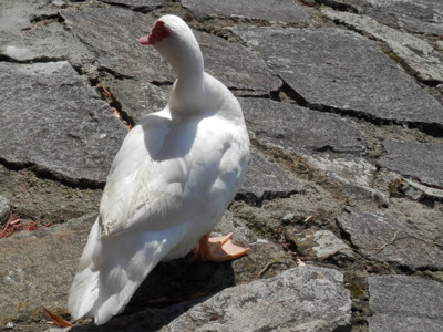 Jsem čínská kachna a lidem v týnské restauraci u Vltavy se líbím. A vám?