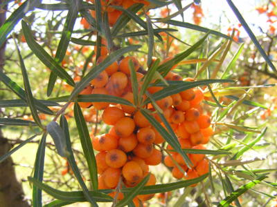 Bobule rakytníku jsou zářivé jako slunce.