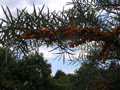 Okno z rakytníku do nebe.