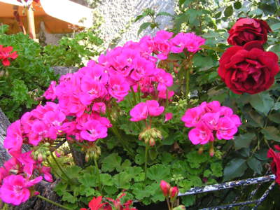 Kvetoucí muškáty bez hnojení.