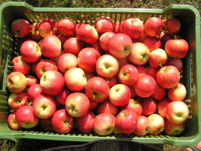 Jablíčka,jak malované.