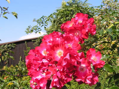 Růžičky v plném květu.